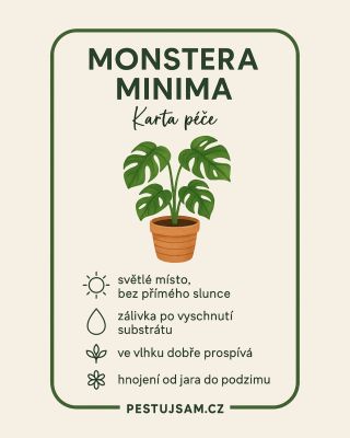 Monstera minima 🌿 ✔ světlé místo bez přímého slunce ✔ zálivka po proschnutí substrátu ✔ ve vlhku prospívá nejlépe ✔...
