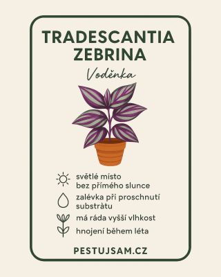 ✨ Voděnka (Tradescantia zebrina) Jedna z nejvděčnějších pokojovek — rychle roste, krásně se zbarvuje a odpustí i menší...