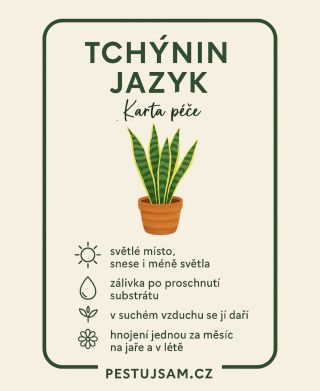 🪴 Tchýnin jazyk (Sansevieria) – pokojovka, která přežije skoro všechno 🌵 Nepotřebuje moc světla, zalévá se jen po...