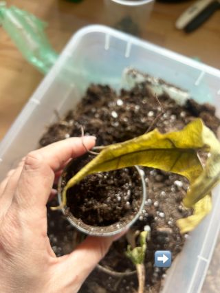 ✨ Když si myslíš, že ti rostlina umřela… a ona si mezitím připravuje překvápko. Naše Alocasia Jacklyn to totálně vzdala –...